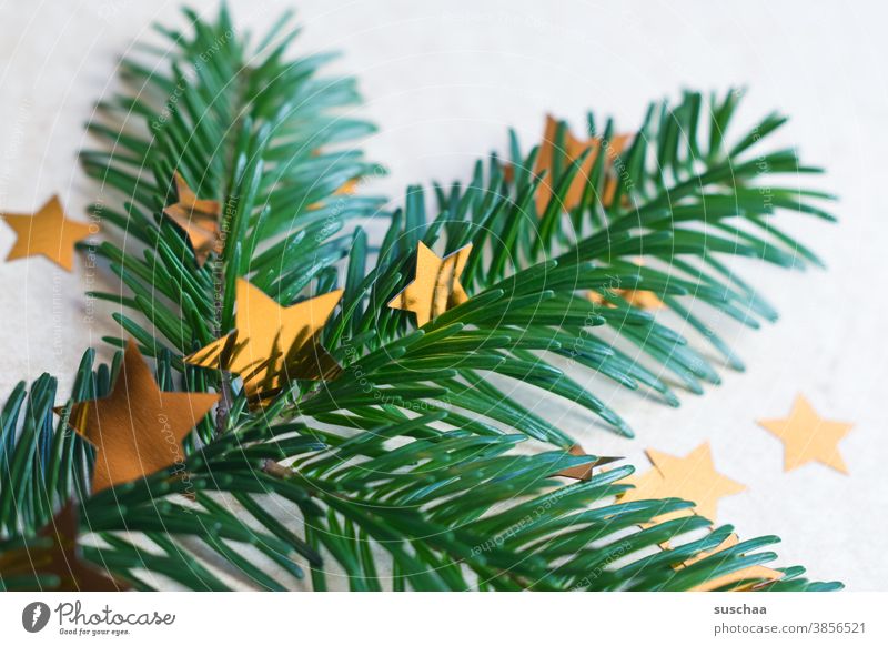 tannenzweig mit sternchen Tanne Tannenzweig Tannennadeln Tannenbaum Duft Weihnachten & Advent Dekoration & Verzierung Weihnachtsbaum Winter grün Tradition