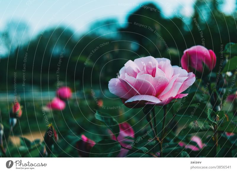 Nahaufnahme einer schönen hellrosa Rose in einem Garten Roséwein Rosaceae ornamental Gärten Schnittblumen wirtschaftlich Duftwasser essbar Vitamin Blume Blüte