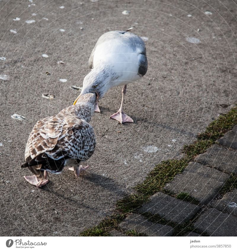 rachenabstrich bitte nur vom fachpersonal vornehmen lassen! Möwe Schnabel Vogel Feder Tier 2 kontakt corona covid-19 test Seuche Krankheit Mundschutz