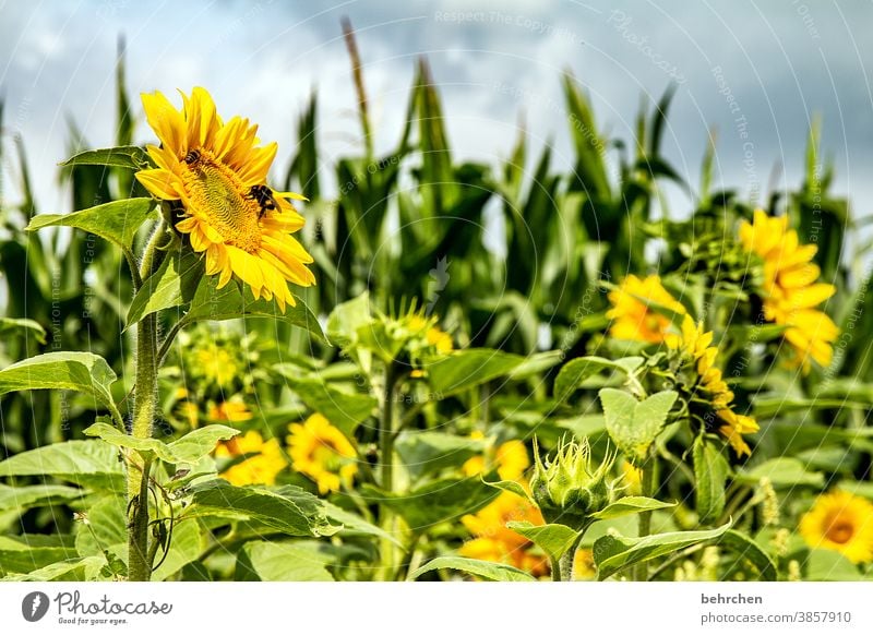 SONN‘(tags)BLUMEN Sonnenschein Hoffnung Wiese Nahaufnahme Sonnenblume Pollen schön Landschaft Garten prächtig Sonnenlicht Blütenstaub Wärme Umwelt Blütenblatt