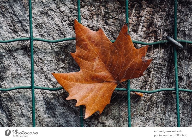 braunes Ahornblatt auf dem Metallzaun in der Herbstsaison, Herbstblätter und Herbstfarben Blatt Zaun Drahtzaun metallisch trocknen Trockenblatt fallende Blätter