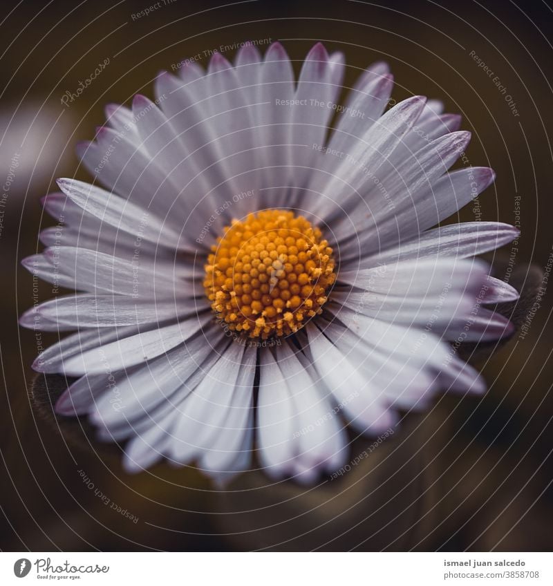 Romantische Gänseblümchen Blühen Im Garten Ein Lizenzfreies Stock Foto Von Photocase 