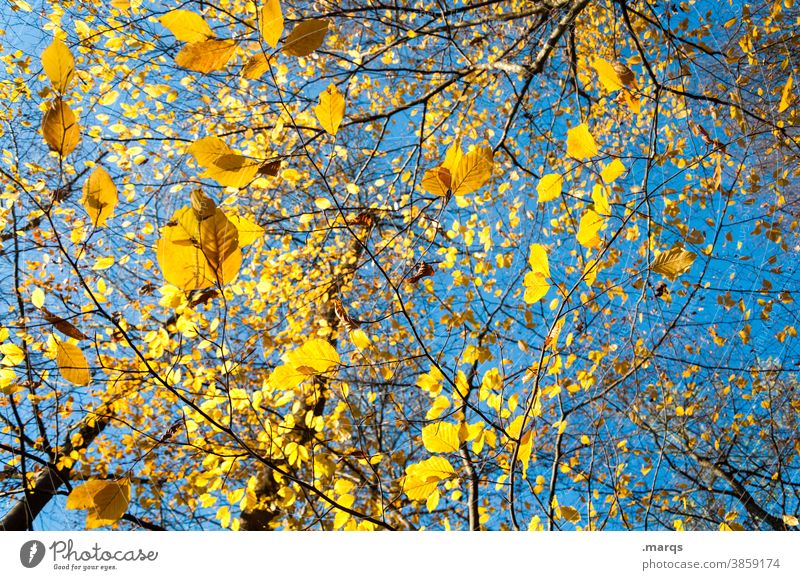 Ein Samstag im Herbst Blatt gelb Wolkenloser Himmel Schönes Wetter Ast Vergänglichkeit Natur viele unten leuchtende Farben Herbstgefühle Laub Laubbaum Stimmung