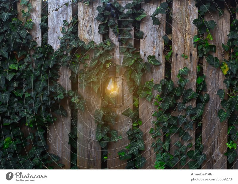 Garten-Waldzaun mit leuchtender Lampe an der Wand mit Kletterpflanze im abendlichen Hintergrund Zaun Natur grün Pflanze Blatt Klettern Wein Wachstum Aufsteiger