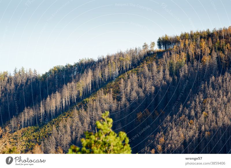 Blick auf einen Hang im Ilsetal mit Streifen absterbender Fichten und Streifen mit bereits aufgeforsteten Waldes Landschaft Harz abgestorben Borkenkäfer Plage