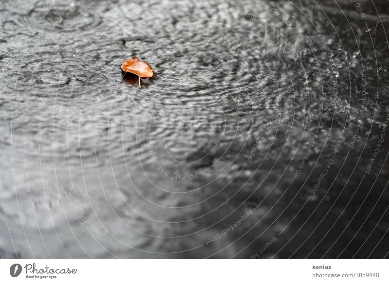 ein Herbstblatt liegt im Regen Blatt Tropfen Natur Wetter Klima Regentropfen Kreise nass Jahreszeiten xenias