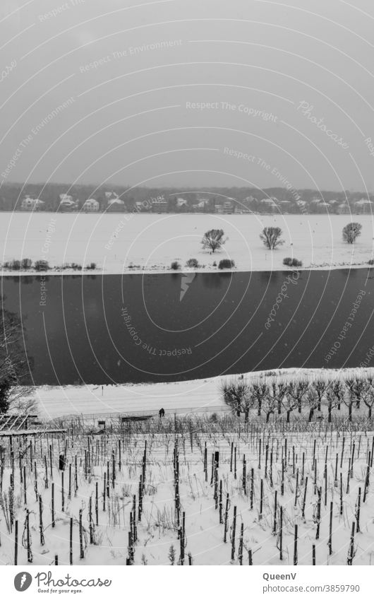 Weinberg an der Elbe in Dresden mit Schnee dunkel Winter Dezember Januar Kälte kalt grau Wasser Schwarzweißfoto Schneefall Schneeflocken Klimawandel Bäume