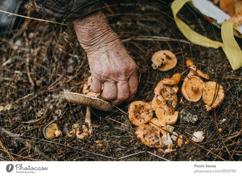 Pilze aus nächster Nähe von Hand pflücken Kommissionierung essbar Speisepilz frisch Frische Wald Umwelt lecker Tag Ernährung Lebensmittel Speisepilze Farbfoto