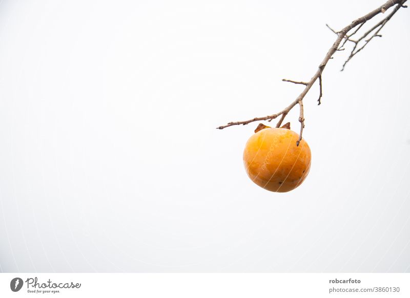 Kaki-Obstbaum im Herbst, bewölkter Himmel im Hintergrund süß Pflanze Persimone Gesundheit im Freien orange Lebensmittel Baum Natur Ernte Frucht frisch natürlich