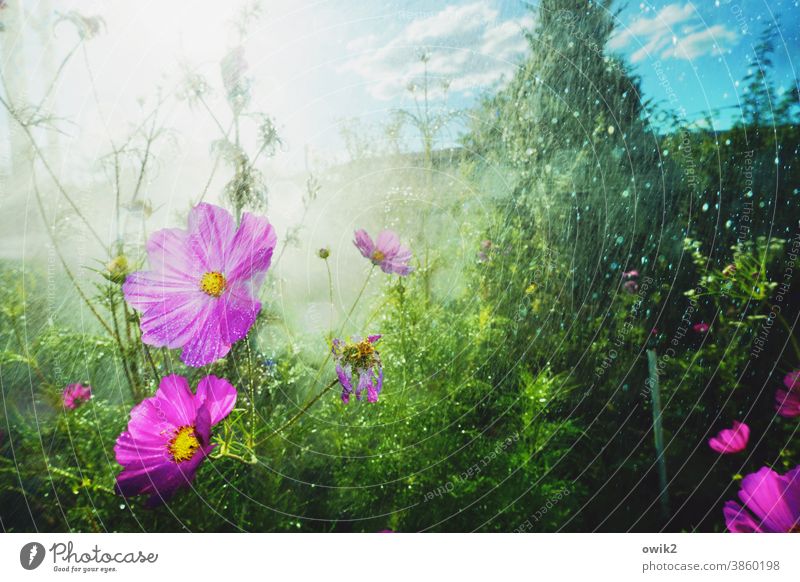 In einem Guss Idylle Landschaft schönes Wetter Blühend Bewegung hell Wildpflanze Cosmeablüte Licht Schwache Tiefenschärfe Blüte Detailaufnahme leuchten Umwelt