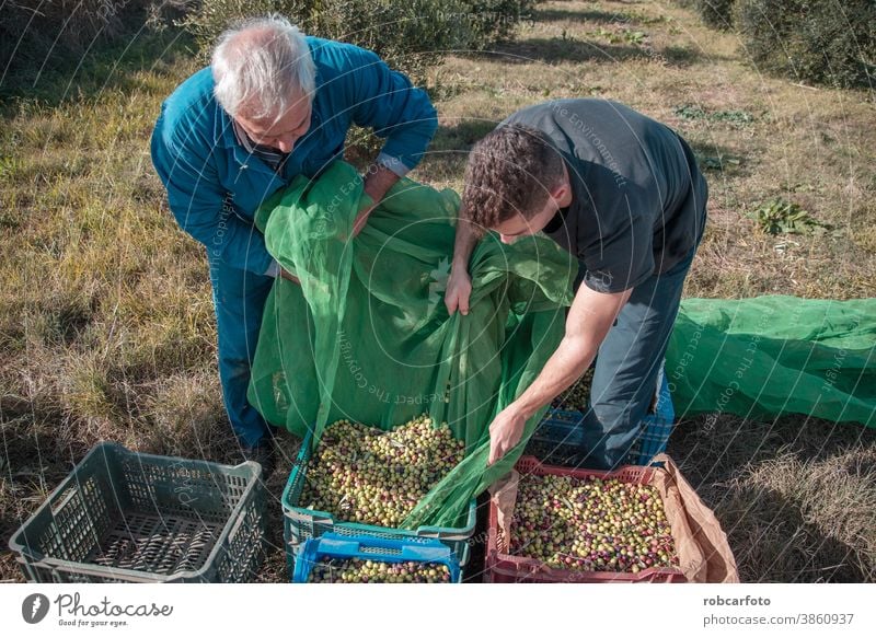 bauern, die oliven auf einem feld in spanien sammeln Landwirt mediterran Lebensmittel Natur grün Ernte Ackerbau Frucht Baum Bauernhof ländlich Bodenbearbeitung