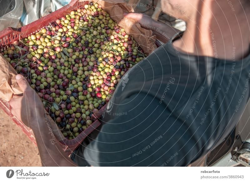 bauern, die oliven auf einem feld in spanien sammeln Landwirt mediterran Lebensmittel Natur grün Ernte Ackerbau Frucht Baum Bauernhof ländlich Bodenbearbeitung