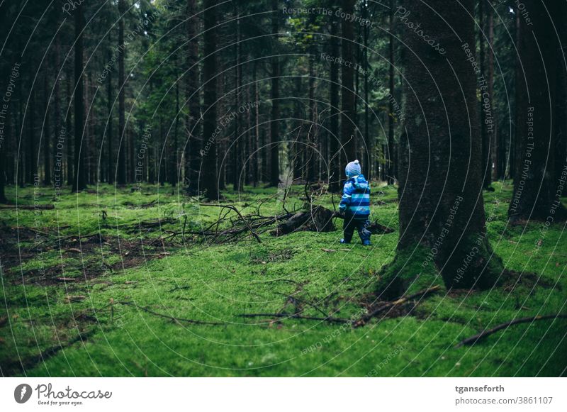 Kleinkind im großem Wald Nadelbaum Nadelwald Moos Moosteppich laufen Spielen entdecken Außenaufnahme Baum Farbfoto Landschaft Umwelt Baumstamm Herbst herbstlich