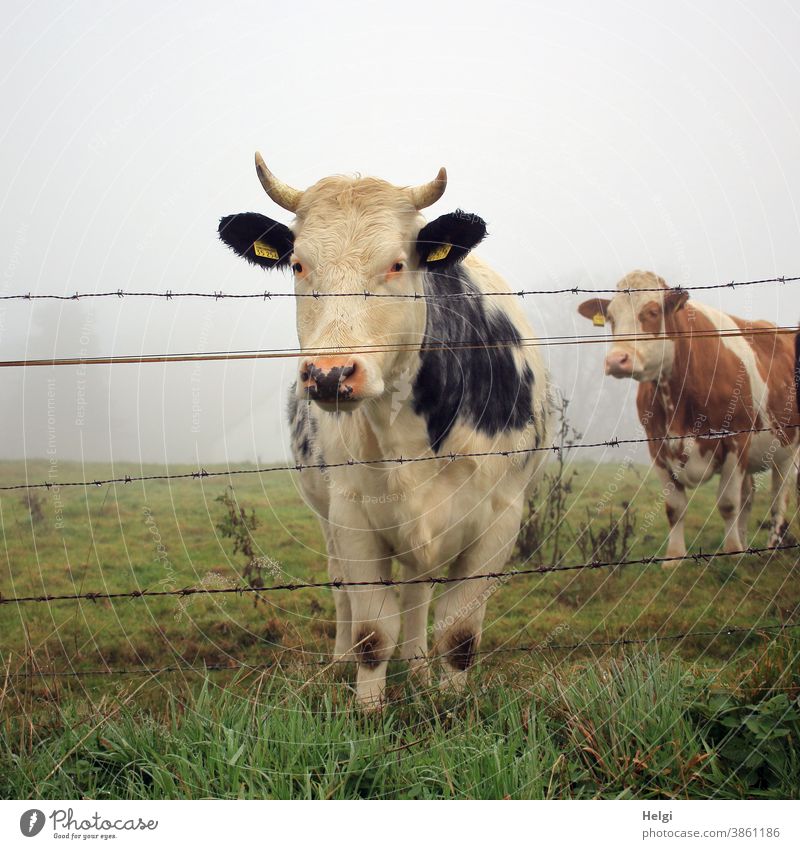neugierig - zwei Kühe stehen im Morgennebel auf einer Weide hinterm Zaun und schauen neugierig zur Fotografin Kuh Tier Rind Wiese Stacheldraht Nebel Nebelmorgen