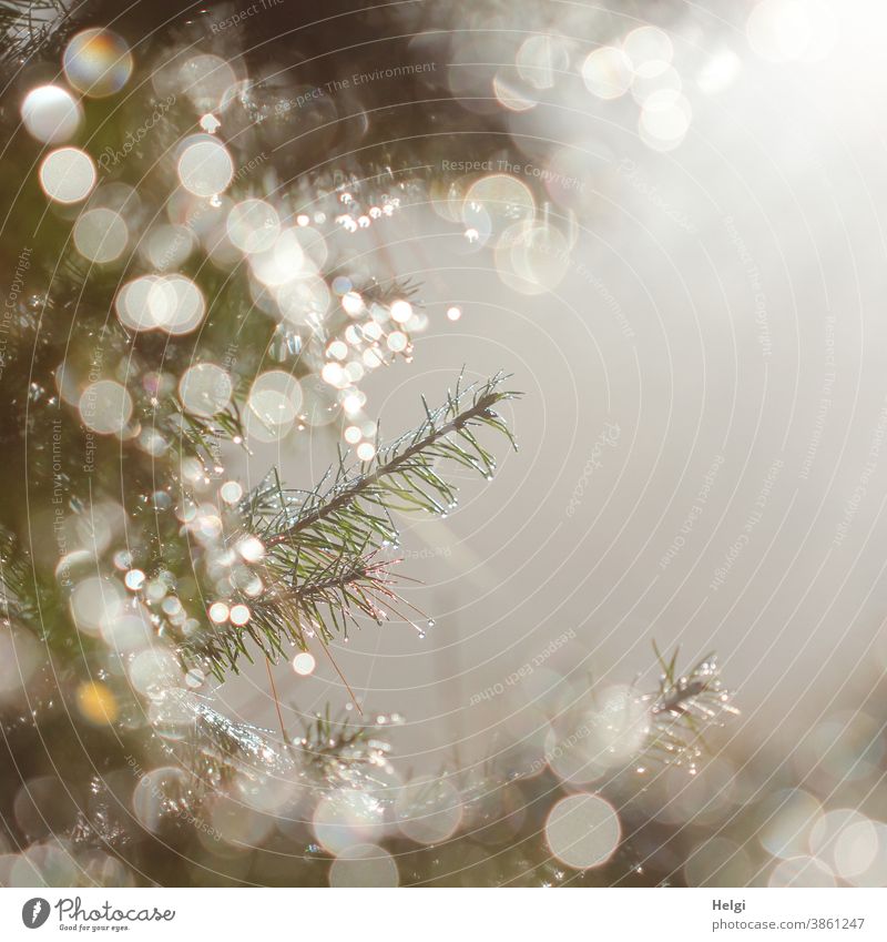 festlich - Morgentau auf Tannenzweigen im Gegenlicht mit Bokeh und nebeligem Textfreiraum Zweig Tau Tautropfen Nebel Weihnachten weihnachtlich