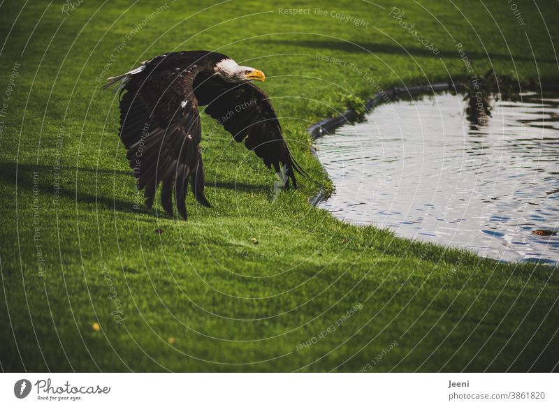 Weißkopfseeadler im majestätischen Anflug auf ein Gewässer Greifvogel Seeadler Vogel Tier stolz elegant kraftvoll fliegen Flug Flügel Spannweite Federn grün