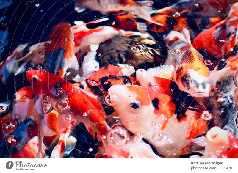 Fütterung von Koi-Fischen Wasser Teich orange Farbfoto Aquarium Tier Schwimmen & Baden gelb Außenaufnahme rot Goldfisch