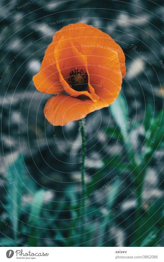 Nahaufnahme einer isolierten orangefarbenen Blüte von Papaver rhoeas Blume Überstrahlung Blütenblätter Botanik botanisch Vegetation geblümt Natur natürlich
