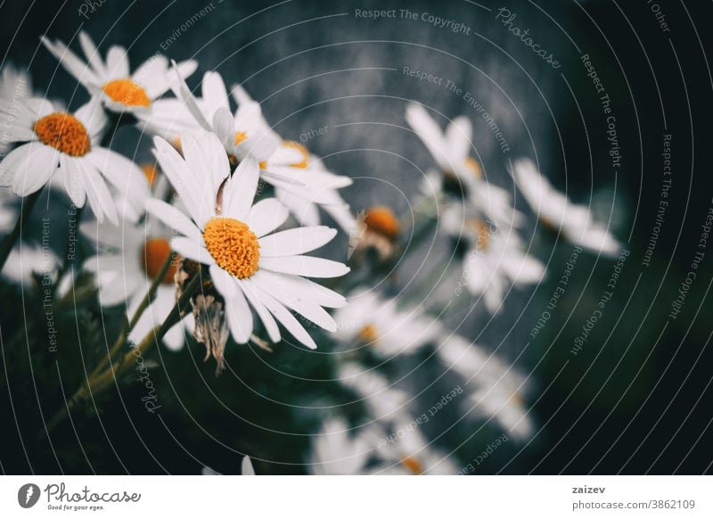 Nahaufnahme einer weißen Leukanthemenblüte eines Straußes leucanthemum Blume Blüte Überstrahlung Blütenblätter Botanik botanisch Vegetation geblümt Natur