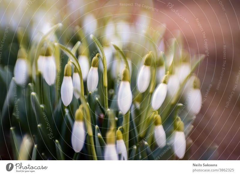 Nahaufnahme von frischen Schneeglöckchen (Galanthus nivalis), die im Frühling blühen. Feld mit Wildblumen. Hintergrund schön Blütezeit Überstrahlung botanisch