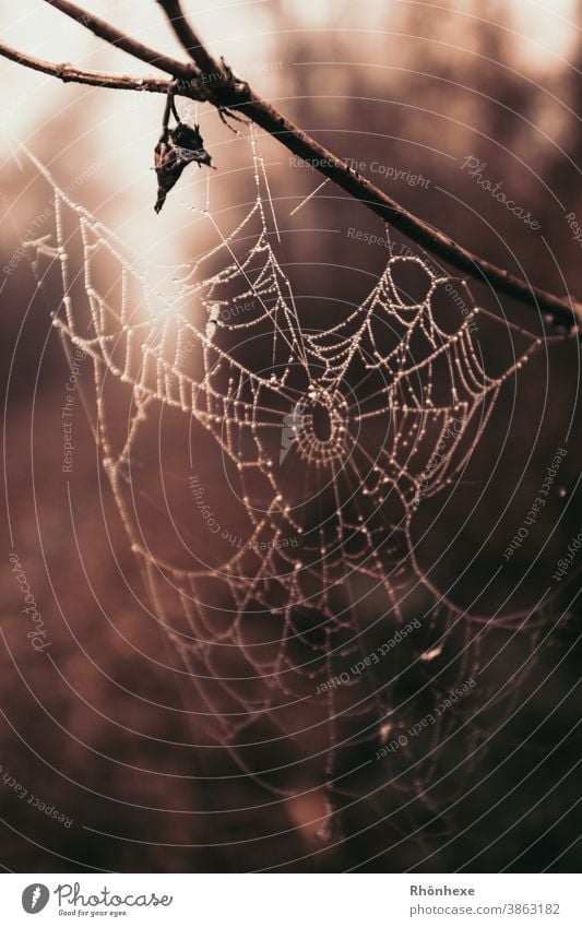 Spinnennetz mit Tautropfen im Gegenlicht Netz Wassertropfen Tropfen Makroaufnahme Nahaufnahme Farbfoto Menschenleer Netzwerk Reflexion & Spiegelung