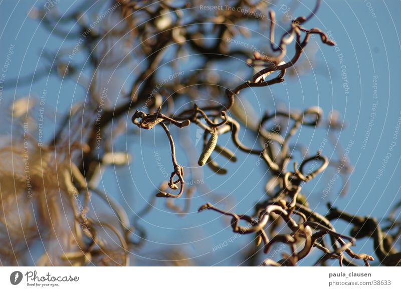 Korkenzieher-Haselnuß braun Haselnuss Baum Pflanze Korkenzieherhaselnuß Zweig Tiefenunschärfe Blauer Himmel blau