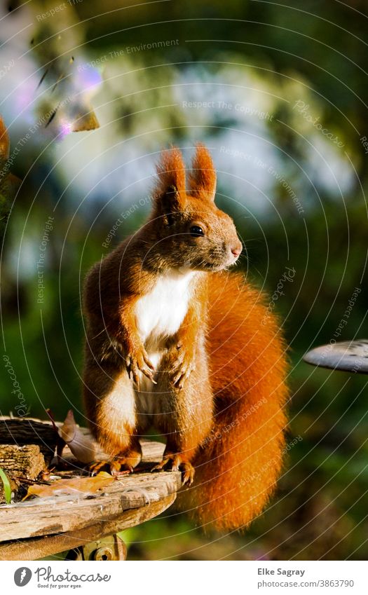 Eichhörnchen in voller Größe stehend von der Seite Tier Natur Wildtier niedlich Außenaufnahme Menschenleer Fell klein Pfote Schwanz Tierporträt Nagetiere Tag