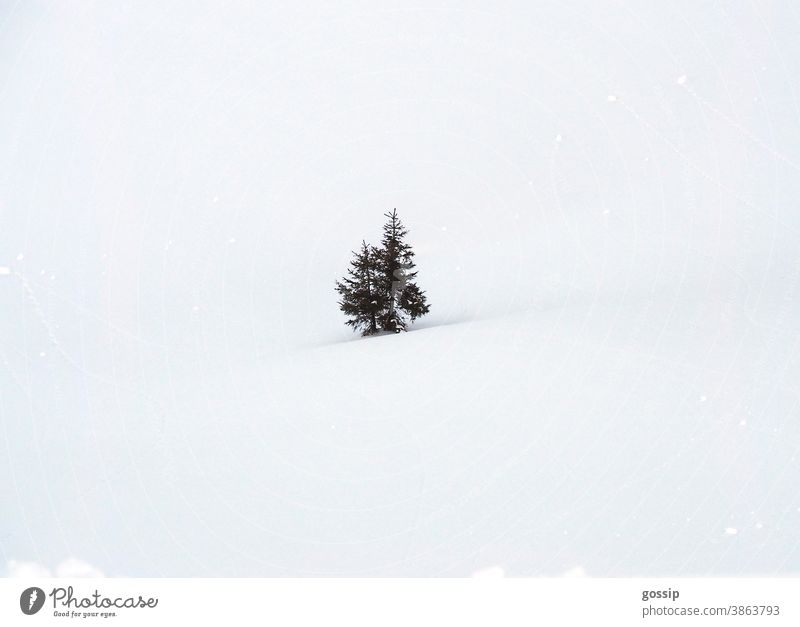 Tannenbäume im Schnee Tannenbaum Winterlandschaft Schneelandschaft Weihnachten weihnachtlich weiss Grün Idylle Schneefall Einsamkeit Schneevergnügen Skifahren