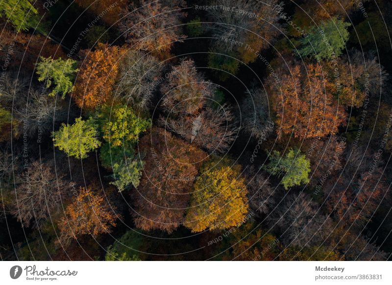 Wald aus Vogelperspektive Bäume laubbäume herbst Natur Landschaft Herbstfarben freizeit Herbstlaub Herbstwald Blätter Herbstlandschaft Außenaufnahme