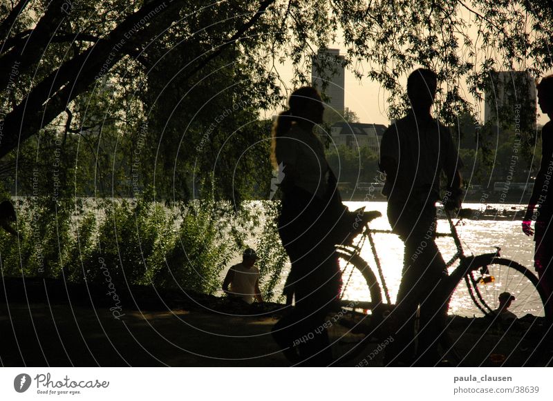fahrradfahren Fahrrad Gegenlicht Köln Sandstrand Trauerweide Rhein Schatten Küste 2 personen Weide