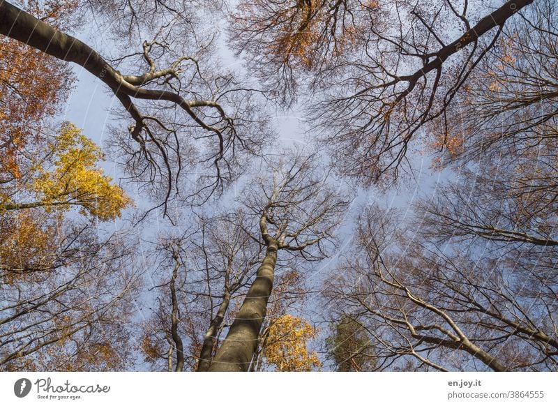 Herbstwald mit wenig Laub dafür mit kahlen Ästen in der Froschperspektive unter blauem Himmel Bäume Wald Buchenwald Laubbaum Herbstlaub Laubwerk kahle Bäume