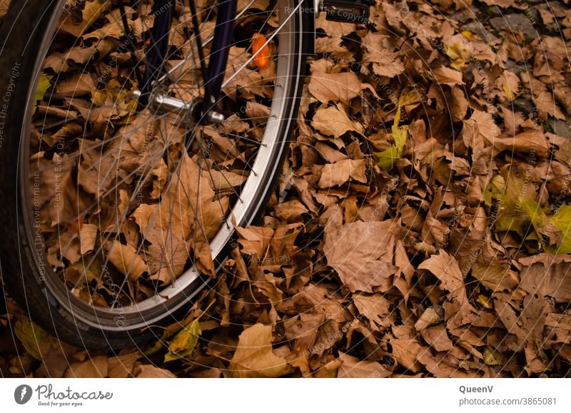 Nahaufnahme von einem Fahrradreifen mit gefallene Blätter in Herbst orange golden Blatt farbenfroh Natur Reifen Verkehr Verkehrswege Fahrradfahren Umwelt