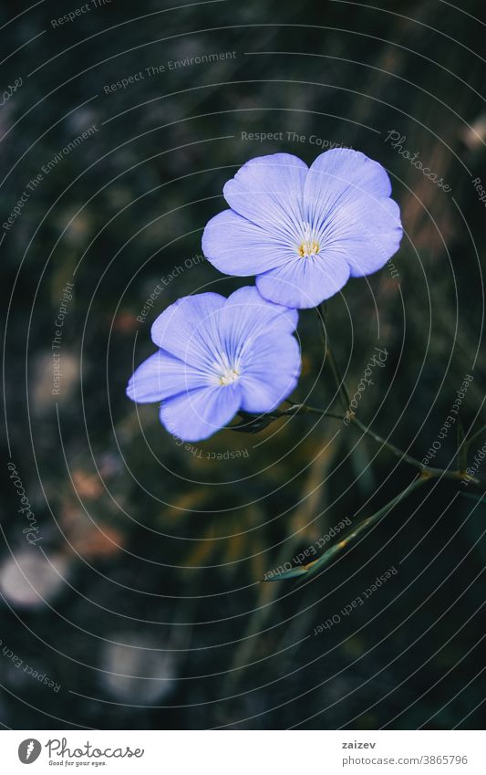 Nahaufnahme von zwei blauen Blüten von Linum narbonense Linumkohlenstoff Natur Vegetation natürlich Blume geblümt blühte Botanik botanisch Blütenblätter
