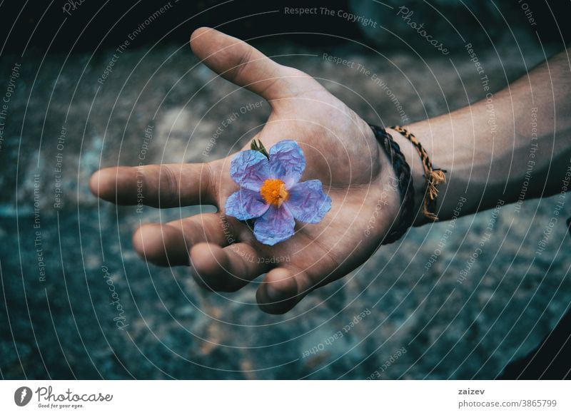 Eine menschliche Hand hält eine bläuliche Blume von Cistus albidus Natur Vegetation natürlich Blüte geblümt blühte Botanik botanisch Blütenblätter Überstrahlung