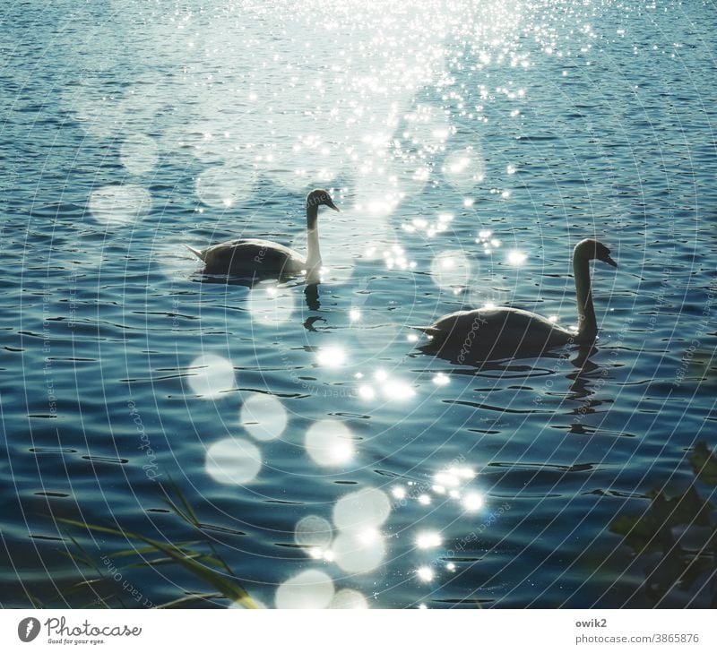 Schwebende Schwäne Schwan Tier Wasser Teich Wellen Schönes Wetter Natur Umwelt See Schwimmen & Baden Bewegung elegant Zusammensein Gelassenheit Zufriedenheit