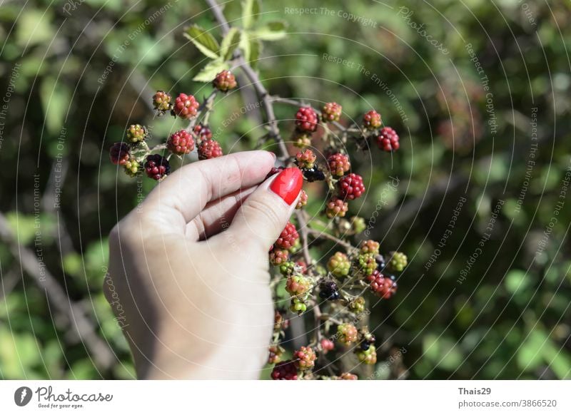 wilde rote Beeren in Frauenhand Hand Natur Frucht Baum grün Pflanze Ast Lebensmittel reif Garten Johannisbeere Blatt Blätter Buchse Herbst Sommer Gesundheit