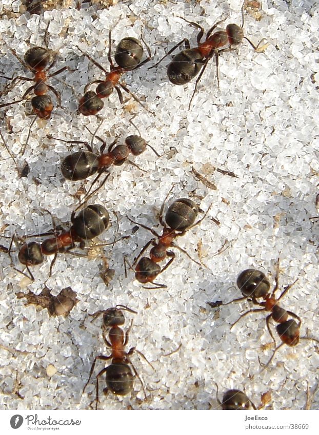 waldameisen inferno Umwelt Wildtier Tiergruppe außergewöhnlich Ameise Insekt Zucker Makroaufnahme