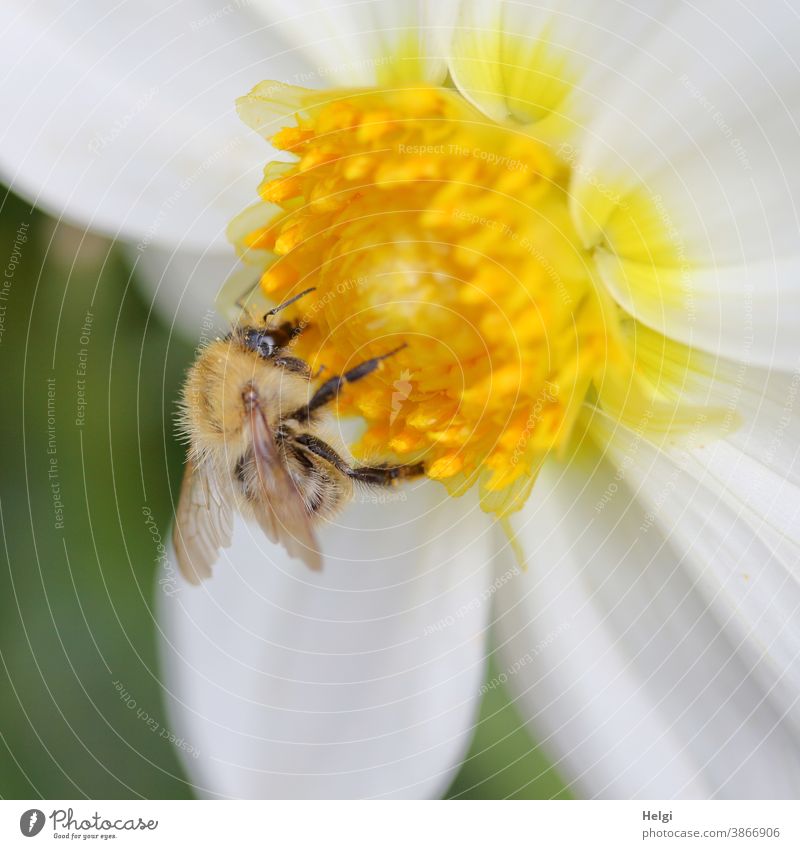 HAPPY BIRTHDAY PHOTOCASE - Wildbiene sammelt Pollen in der gelben Mitte einer weißen Dahlienblüte Biene Insekt Blume Blüte Nektar Sommer Makroaufnahme Pflanze