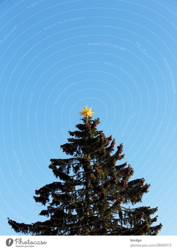 Weinachtsbaum vor wolkenlosem Himmel mit einem gelben Stern auf der Spitze. neutraler Hintergrund Weihnachten & Advent Weihnachtsbaum Weihnachtsstern Nadelbaum