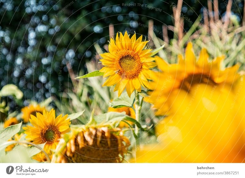 sonntagssonnenschein Sonnenschein Hoffnung Wiese Nahaufnahme Sonnenblume Pollen schön Landschaft Garten prächtig Sonnenlicht Blütenstaub Wärme Umwelt