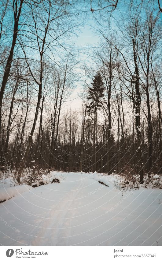 Winterwald mit Schlittenspuren und Fußstapfen im Schnee - dazu blauer Himmel und Schnee an Ästen und Zwiegen Wald kalt Baum Waldweg Frost Winterstimmung