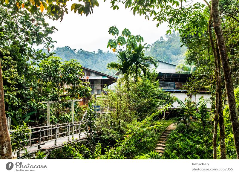 im regenwald Fernweh Baum Urwald Malaysia Ferien & Urlaub & Reisen Landschaft grün Umweltschutz Ferne Klima Klimawandel Pflanze fantastisch Paradies Asien