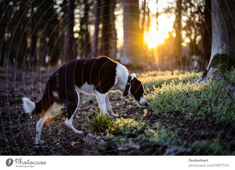 Hund schnuppert im Wald, Gegenlicht und güldene Sonne am Abend schnuppern gold Baumstämme Moos schwar-weiß Mischling schön Tier Haustier Natur Außenaufnahme