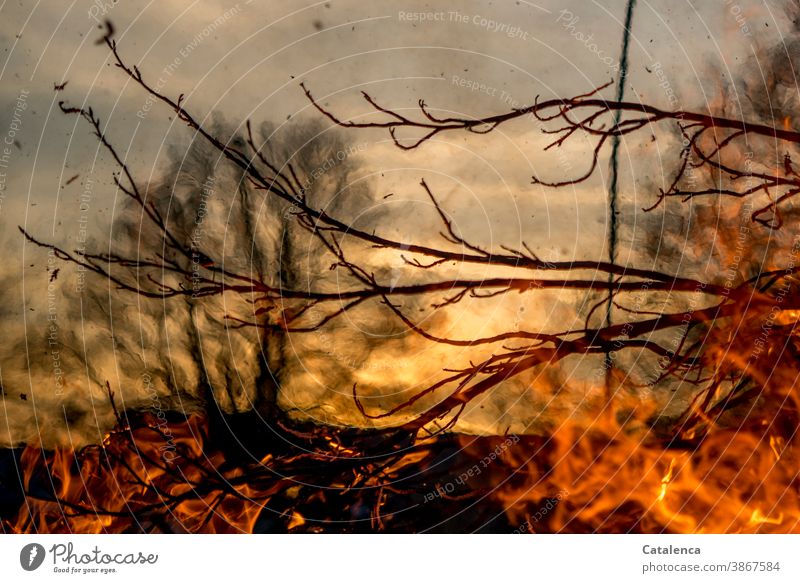 Lebensbruch | wenn Brände wüten Feuer Hitze Glut Asche Flammen verbrennen Feuerstelle glühen Holz Wärme Licht heiß Rauch gefährlich ausbreitend Tag Tageslicht