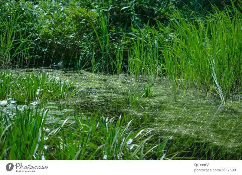Teich mit Gras und Seerose, in grün Gartenteich Wasser Natur Pflanze Frosch Sommer Wildtier Umwelt Schwimmen & Baden Farbfoto Kröte Tag Tier Umweltschutz