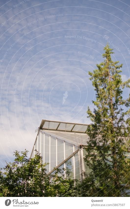 Glashaus mit Bäume und blauem Himmel glashaus treibhaus Gewächshaus Pflanze Planzen Außenaufnahme Baum Menschenleer Umwelt Garten Botanischer Garten exotisch