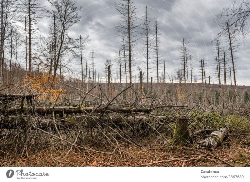 Zerstörter Nadelwald Natur Flora Pflanze Nadelhölzer Bäume Tod tot vertocknet Trockenheit Borkenkäfer Schädling Waldsterben Totholz Klimawandel Forstwirtschaft