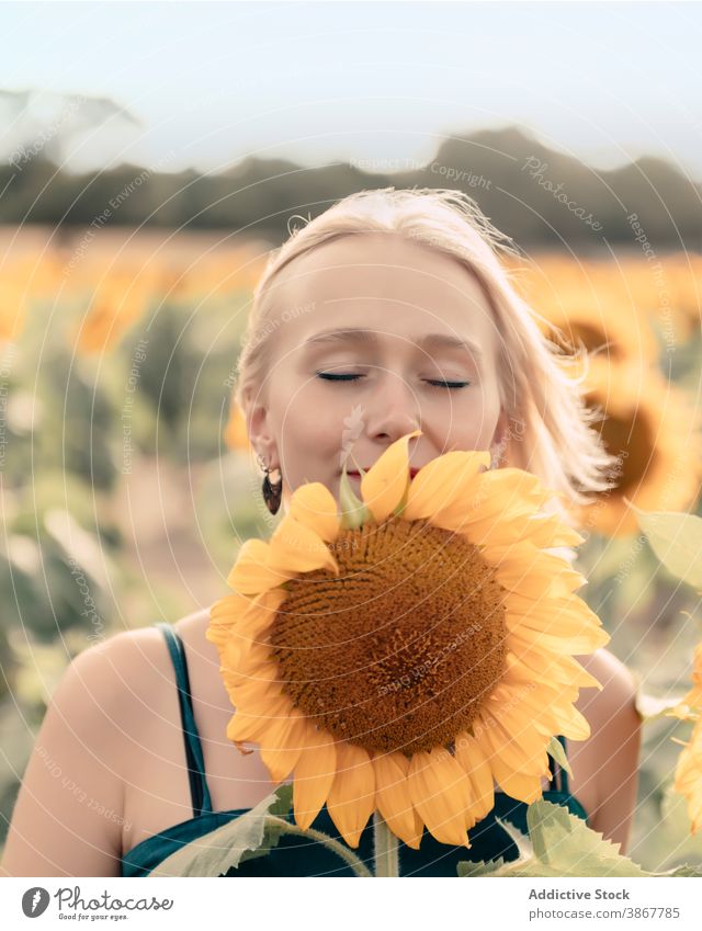 Glückliche Frau riecht Sonnenblume im Feld riechen genießen Sommer Blütezeit Natur Blume positiv jung gelb blond Landschaft frisch sich[Akk] entspannen Dame