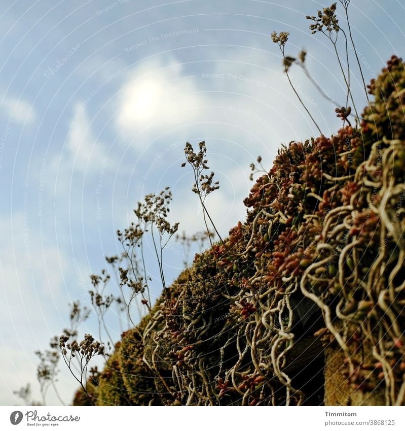 Gewächse und Gekringel Pflanzen Halme Luftwurzeln WurzelnEng dicht Natur Flora Wolken schönes Wetter Himmel merkwürdig