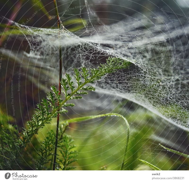 Überzogen Spinnfäden Vernetzung Grünpflanze Farbfoto Schwache Tiefenschärfe Detailaufnahme Nahaufnahme Außenaufnahme Umwelt Natur Pflanze Wassertropfen